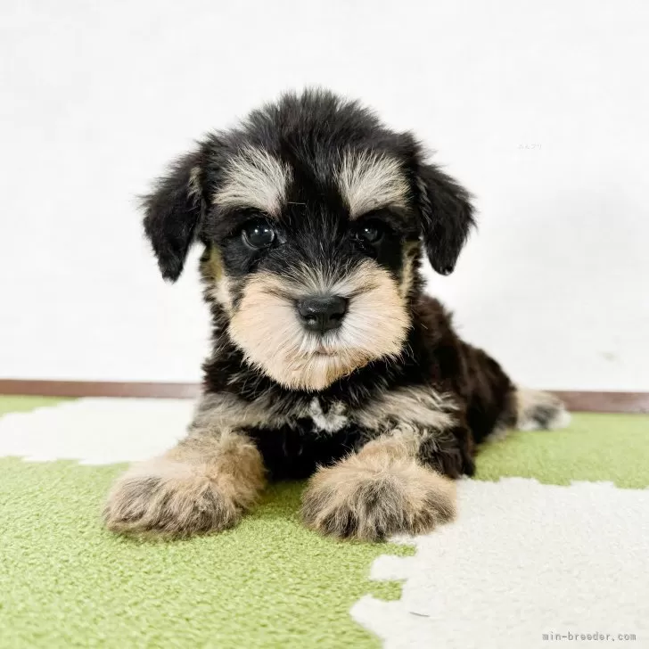 ID:2409-04904の子犬