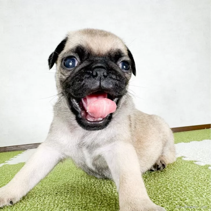 ID:2409-02814の子犬