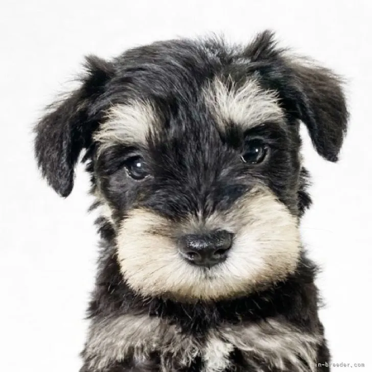 ID:2305-04046の子犬