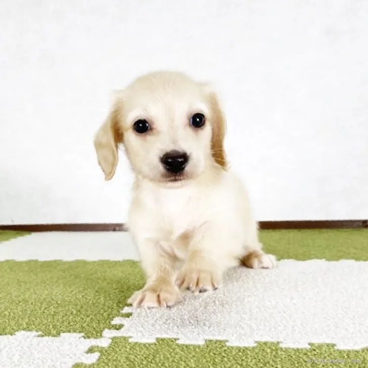 ID:2307-01513の子犬