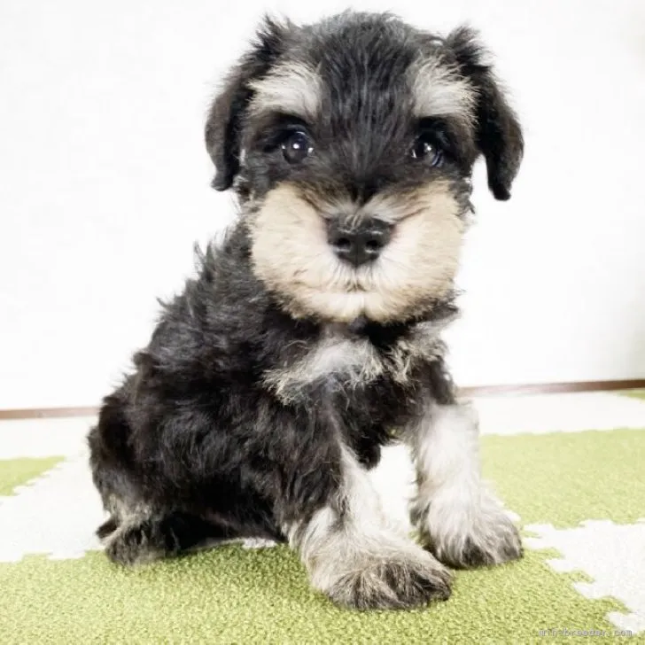 ID:2307-01499の子犬