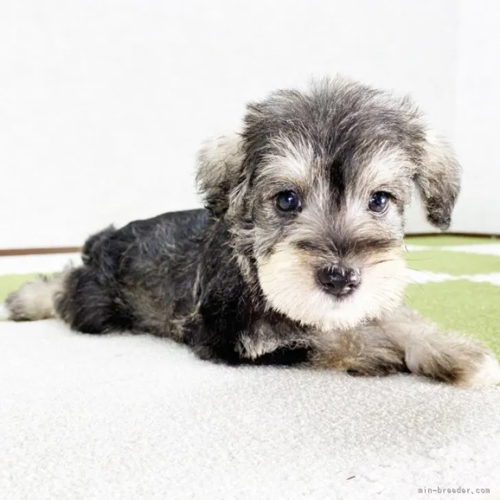 ID：2308-06469の子犬