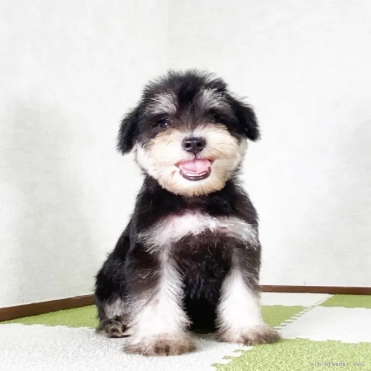 ID：2309-06327の子犬