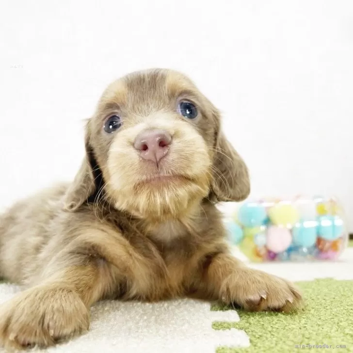 ID:2403-06084の子犬