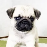パグ【福岡県・男の子・2022年11月22日・フォーン】の写真1