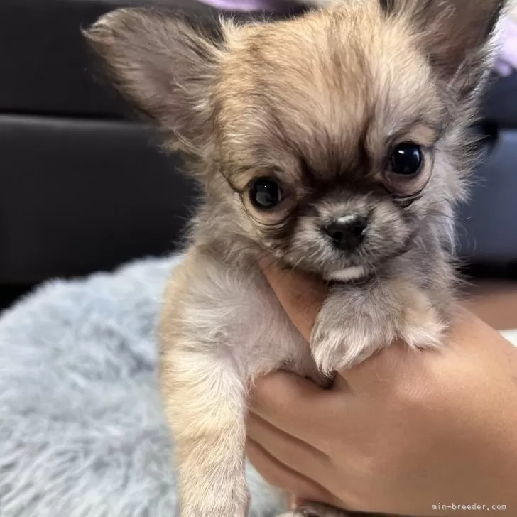 ID：2412-01642の子犬