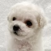 ビションフリーゼ