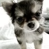 チワワ(ロング)【東京都・女の子・2025年9月20日・ブラックタン&ホワイト】の写真3