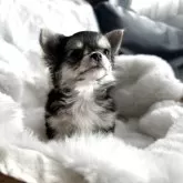 チワワ(ロング)【東京都・女の子・2025年9月20日・ブラックタン&ホワイト】の写真4