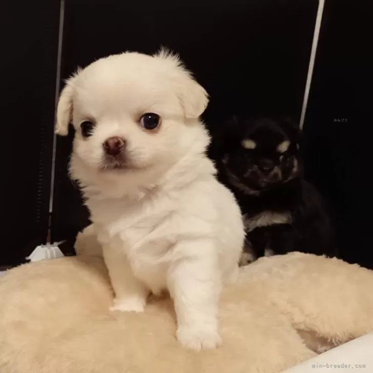 ID：2504-07462の子犬