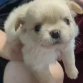 チワワ(ロング)