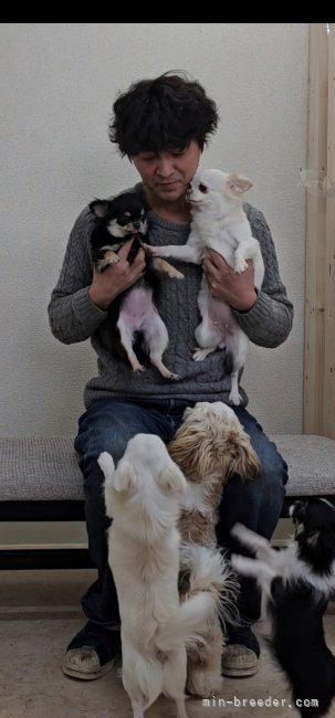 赤澤　貴幸(あかざわ　たかゆき)ブリーダー(大阪府・ポメラニアンなど・JKC登録)の紹介写真1
