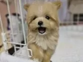 ポメプー(ポメラニアン×トイプードル)【大阪府・男の子・2024年11月20日・オレンジフォーン】の写真10