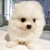 ポメラニアン【大阪府・女の子・2025年9月24日・クリーム】の写真11