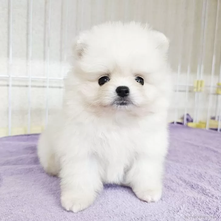 ID:2508-03583の子犬