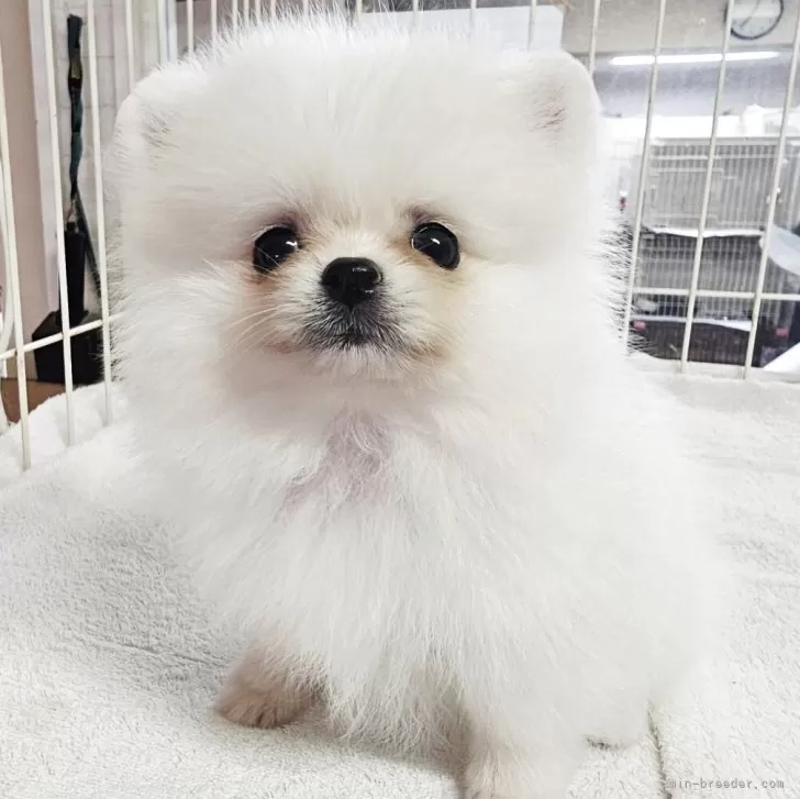 アネラ 様のお迎えした子犬