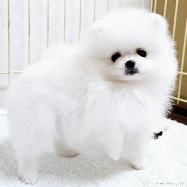 ID：2411-00132の子犬
