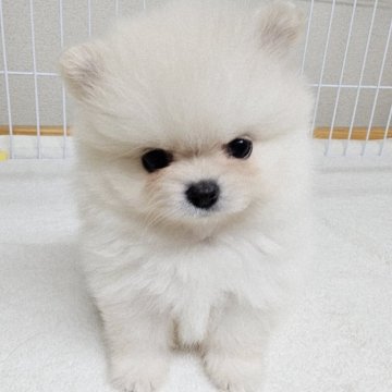 ポメラニアン【大阪府・男の子・2025年9月17日・クリーム】の写真「アラレ×エース」