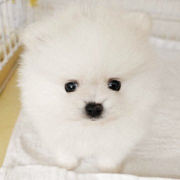 ポメラニアン【大阪府・男の子・2025年9月24日・クリーム】の写真「キントキ×エース２胎子」
