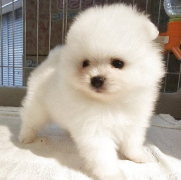 ポメラニアン【大阪府・男の子・2025年10月4日・クリーム】の写真「サンゴ×シロタマ」