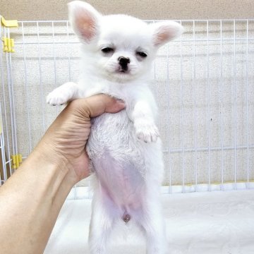 チワワ(ロング)【大阪府・女の子・2025年3月22日・クリーム】の写真「スモモベビー４胎子女の子」