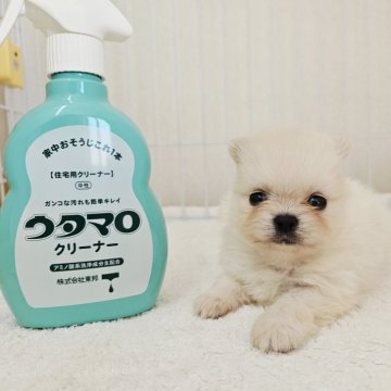 ポメラニアン【大阪府・男の子・2025年9月17日・クリーム】の写真「アラレ×エース」