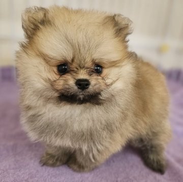 ポメラニアン【大阪府・男の子・2025年5月15日・オレンジセーブル】の写真「マルフク×エース　３胎子」