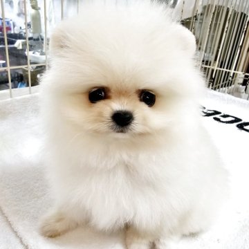 ポメラニアン【大阪府・女の子・2025年2月12日・クリーム】の写真「キントキ×エース　２胎子」
