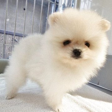 ポメラニアン【大阪府・女の子・2025年9月19日・クリーム】の写真「ミミィ×エース３胎子」