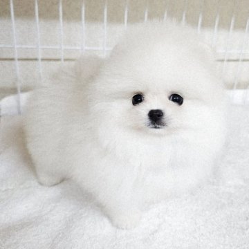 ポメラニアン【大阪府・女の子・2025年9月24日・クリーム】の写真「キントキ×エース２胎子」