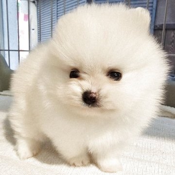 ポメラニアン【大阪府・男の子・2025年9月24日・クリーム】の写真「キントキ×エース２胎子」