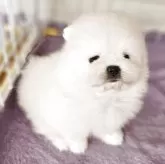 ポメラニアン