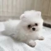 ポメラニアン
