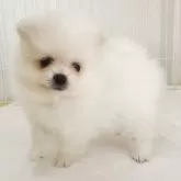 ポメラニアン