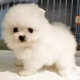 ポメラニアン【大阪府・女の子・2025年9月24日・クリーム】の写真1