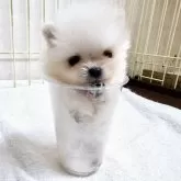 ポメラニアン