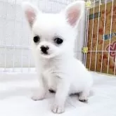 チワワ(ロング)