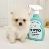 ポメラニアン
