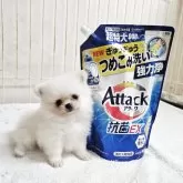 ポメラニアン