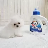 ポメラニアン