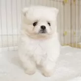ポメラニアン