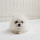 ポメラニアン