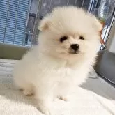 ポメラニアン【大阪府・女の子・2025年9月19日・クリーム】の写真6