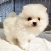 ポメラニアン【大阪府・女の子・2025年9月24日・クリーム】の写真7