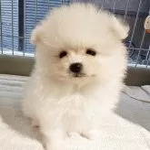 ポメラニアン【大阪府・女の子・2025年9月19日・クリーム】の写真7