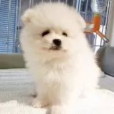 ポメラニアン【大阪府・女の子・2025年9月19日・クリーム】の写真8