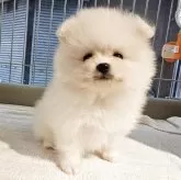 ポメラニアン【大阪府・女の子・2025年9月19日・クリーム】の写真9