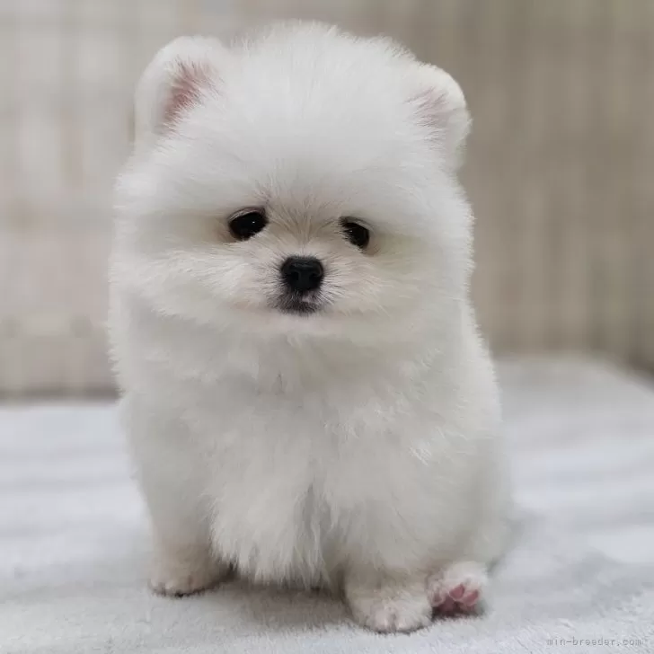 ID：2409-02887の子犬