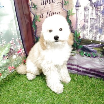 トイプードル(トイ)【東京都・男の子・2025年6月3日・クリーム】の写真「元気いっぱいの淡いクリームになりそうな子です」