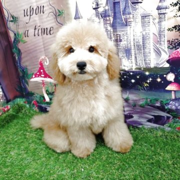 トイプードル(トイ)【東京都・男の子・2025年6月3日・クリーム】の写真「甘えん坊の遊ぶのが大好きです」